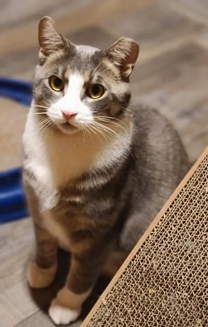 A young large-sized male Domestic Short Hair cat named Milo for adoption in Verona, WI