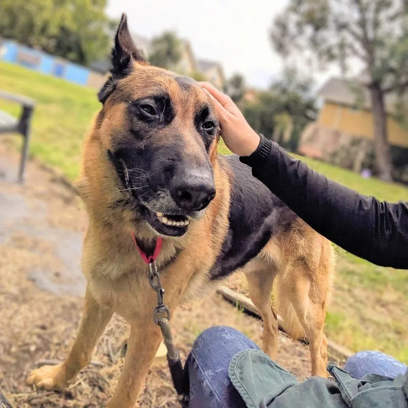 An adult large-sized male German Shepherd Dog dog named Kuma for adoption in Oakland, CA