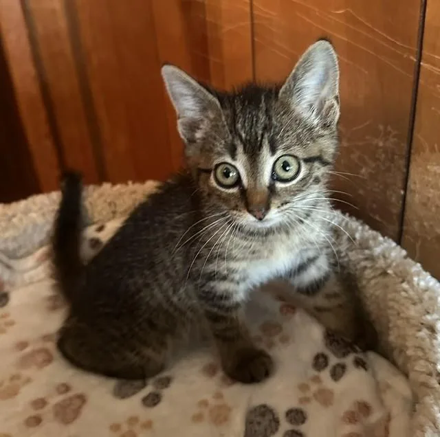 A baby small-sized male Domestic Short Hair cat named Zero Turn for adoption in Statesville, NC