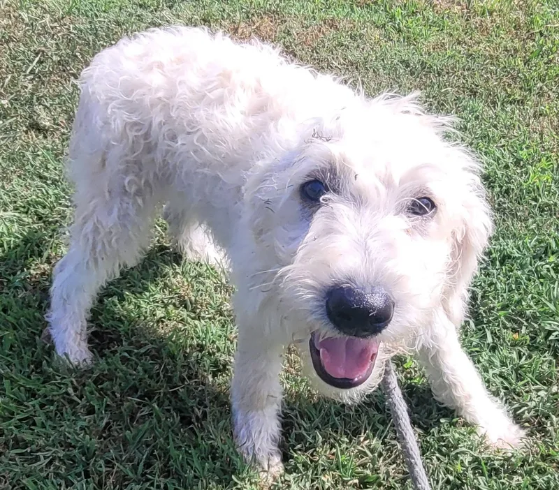 A baby large-sized male Labradoodle dog named Logan for adoption in Killingworth, CT