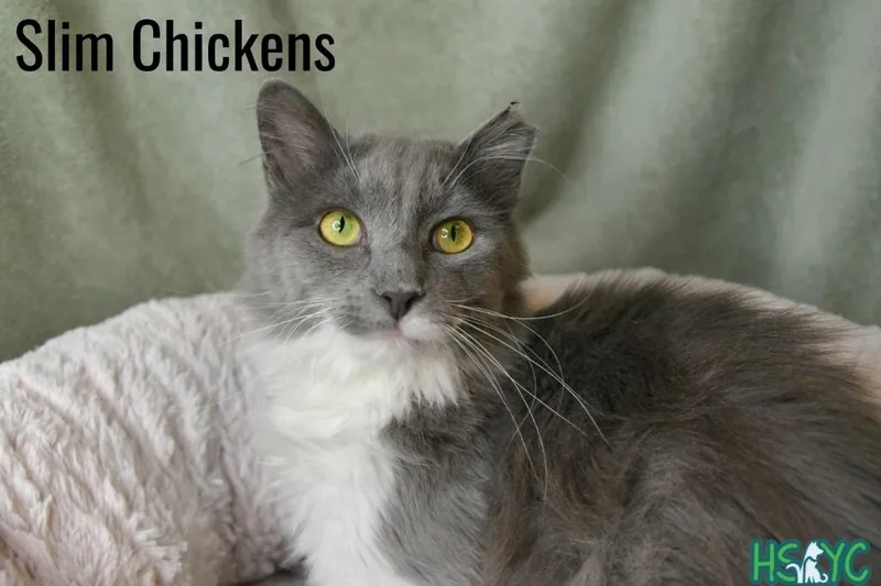 A young medium-sized male Domestic Medium Hair cat named Slim Chickens for adoption in Fort Mill, SC