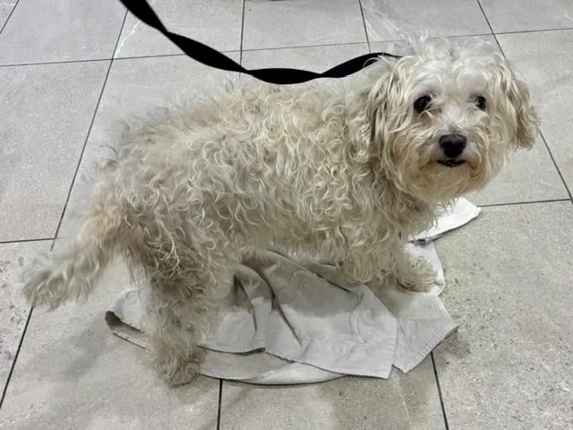 An adult small-sized female Poodle dog named Luna for adoption in Garland, TX