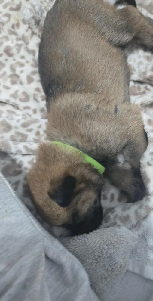 A baby small-sized female Belgian Shepherd / Malinois dog named Lady Dragon Located In for adoption in Imlay City, MI