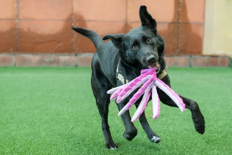 An adult medium-sized female Border Collie dog named Harley for adoption in Burlingame, CA