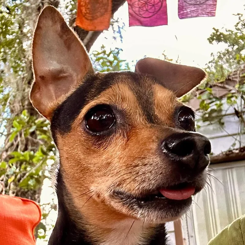 A senior small-sized female Brown / Chocolate Miniature Pinscher dog named Zoe for adoption in Orlando, FL