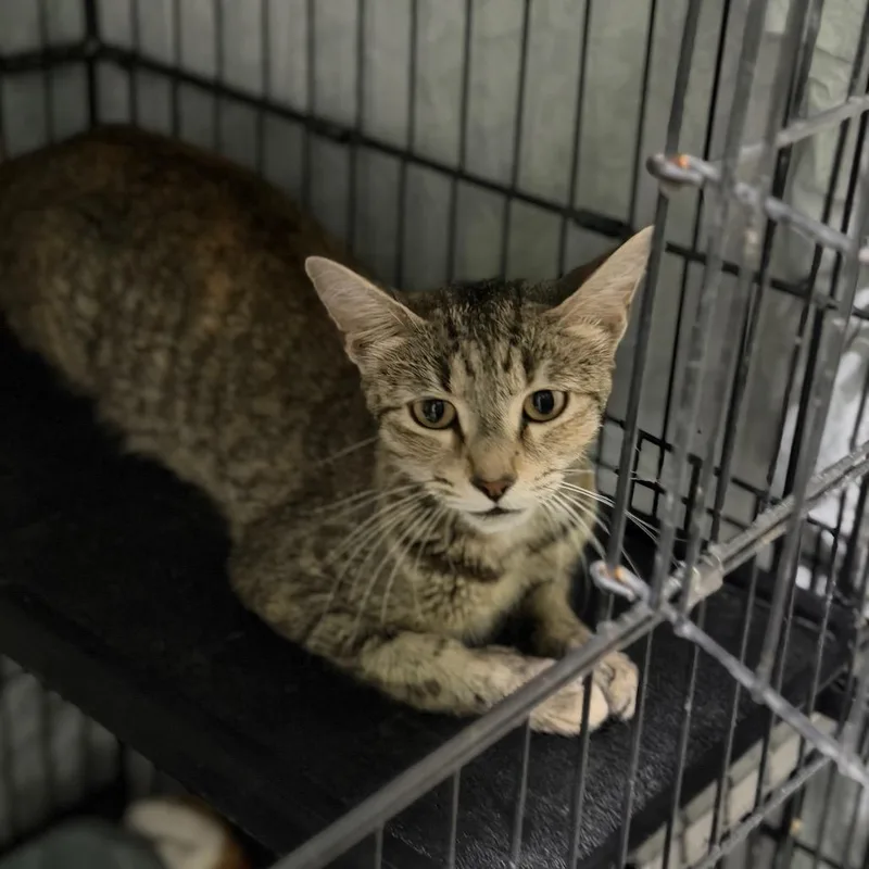 A young medium-sized female Brown / Chocolate Domestic Short Hair cat named Emery for adoption in Kyle, TX