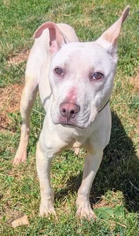 A young small-sized male Pit Bull Terrier dog named Cream Cheese for adoption in Akron, OH