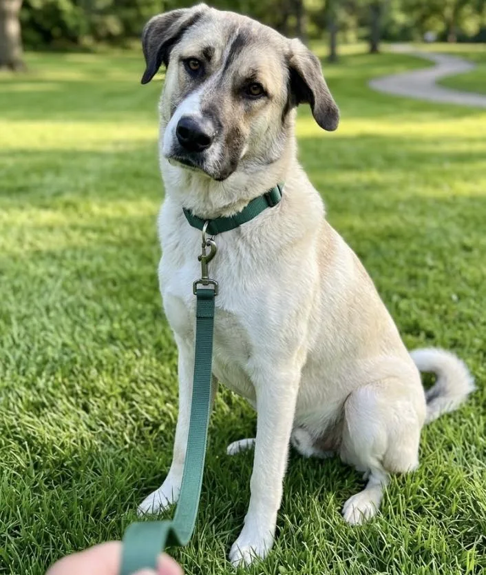 An adult extra large-sized male Apricot / Beige Anatolian Shepherd dog named Carmine for adoption