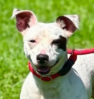 An adult medium-sized female White / Cream Jack Russell Terrier dog named Domino for adoption in Millfield, OH