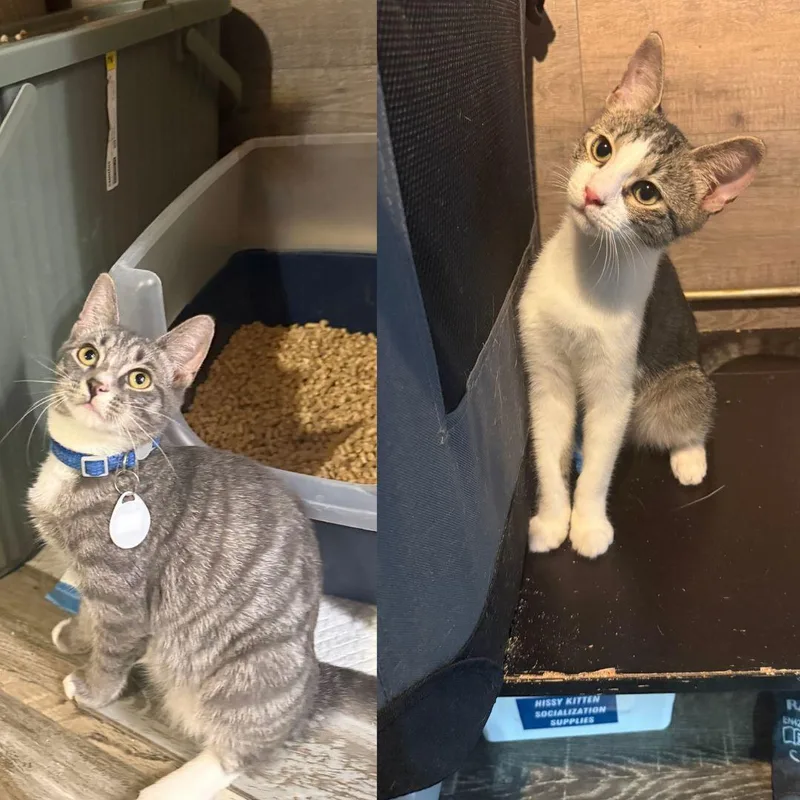 A baby medium-sized female Domestic Short Hair cat named Katara & Sokka for adoption in Brooklyn, NY