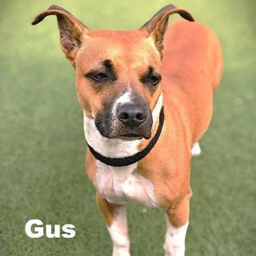 Gus