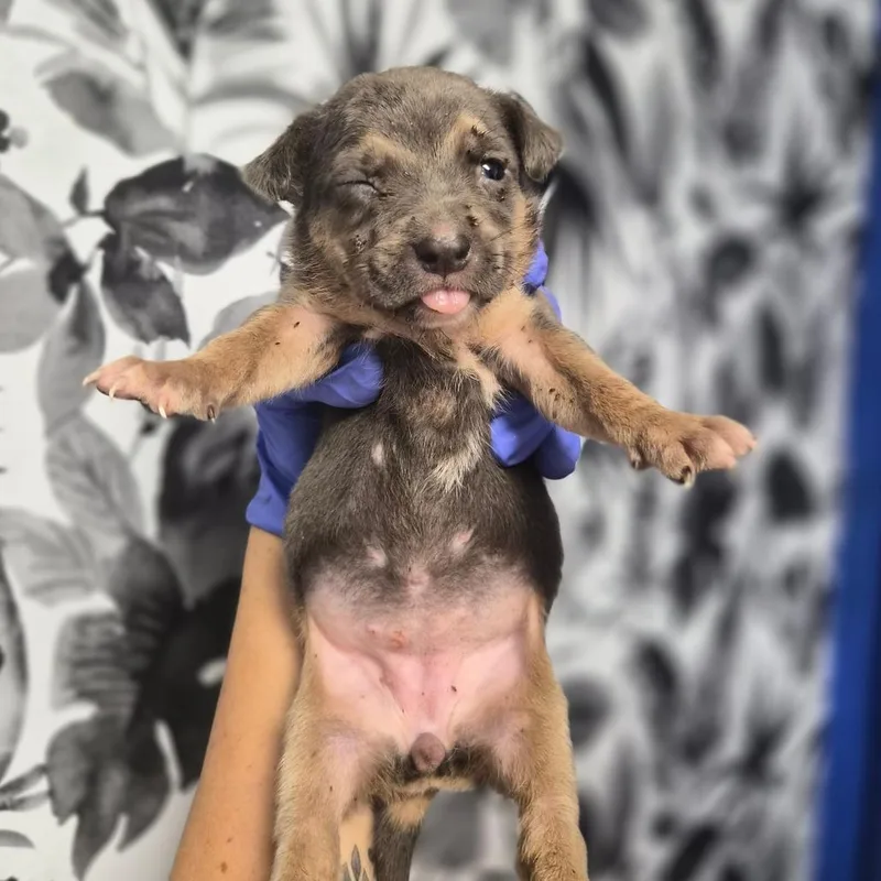 A baby small-sized female Shepherd dog named Eunice for adoption in Wahiawa, HI