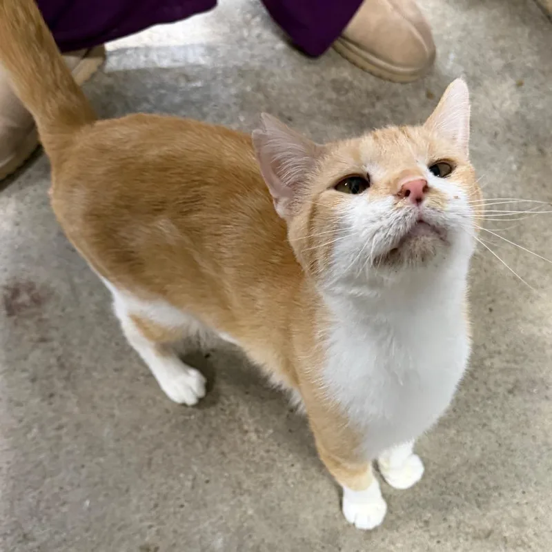 Macaroni thumbnail 2