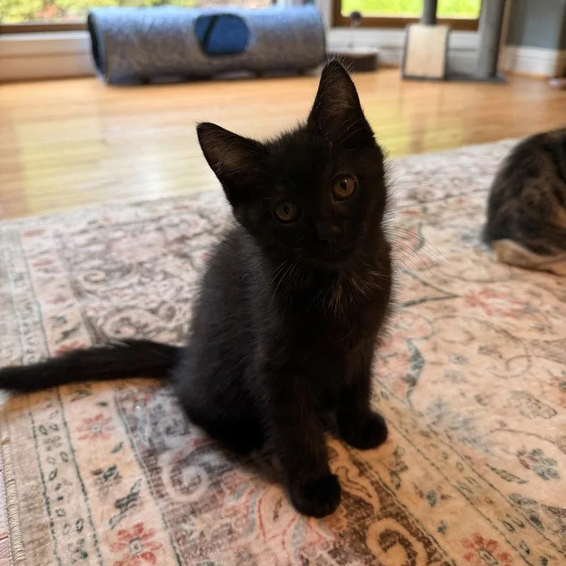 A baby medium-sized female Black & White / Tuxedo Domestic Short Hair cat named Adeline for adoption in Candler, NC