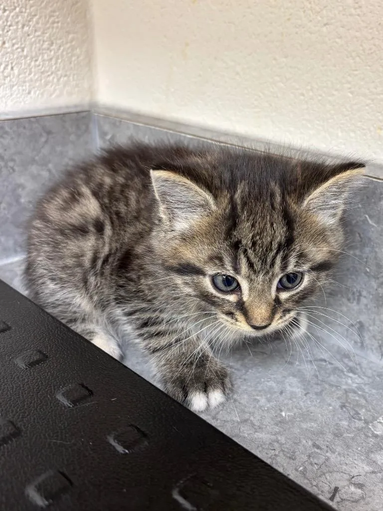 A baby medium-sized male Domestic Short Hair cat named Dance  Hokey for adoption in Greeneville, TN
