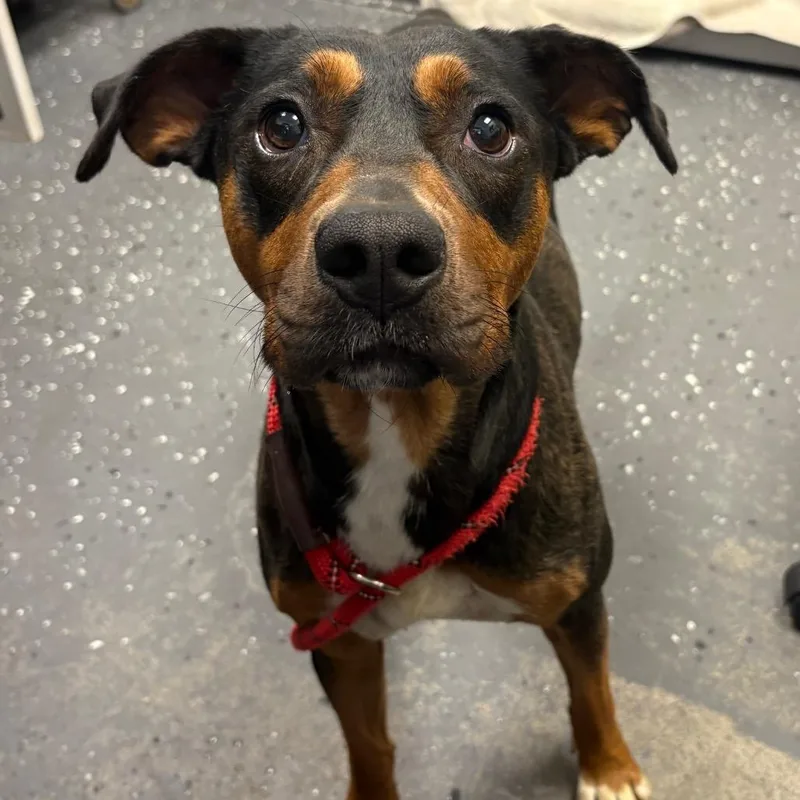 An adult medium-sized female Black Mixed Breed dog named Comere for adoption in Columbiana, AL