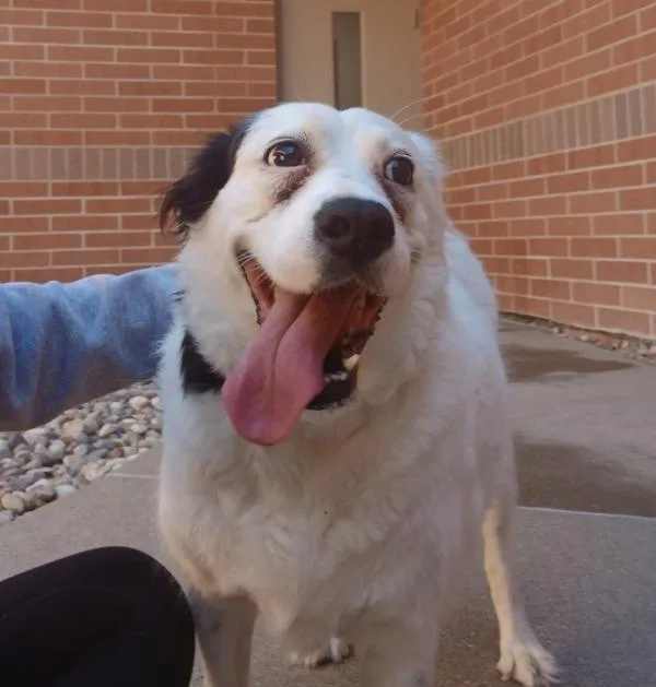 An adult medium-sized female Border Collie dog named Ruby for adoption in Sioux City, IA