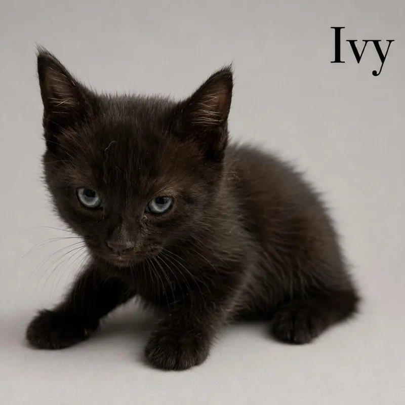 A baby small-sized female Black Domestic Short Hair cat named Ivy for adoption in Tustin, CA