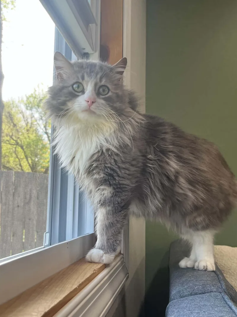 An adult medium-sized male Gray & White Domestic Long Hair cat named Fluffy  Willow Grove for adoption in Greenville, DE