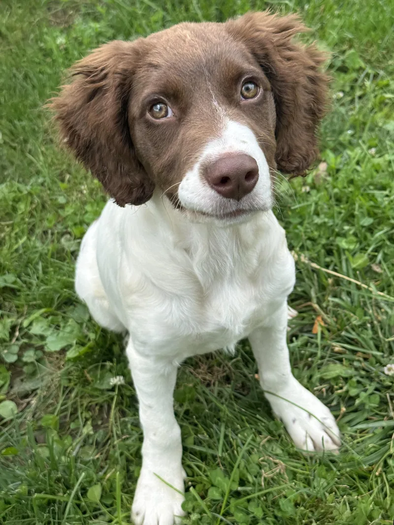 A baby medium-sized female Red / Chestnut / Orange Brittany Spaniel dog named Daisy for adoption in Anderson, IN