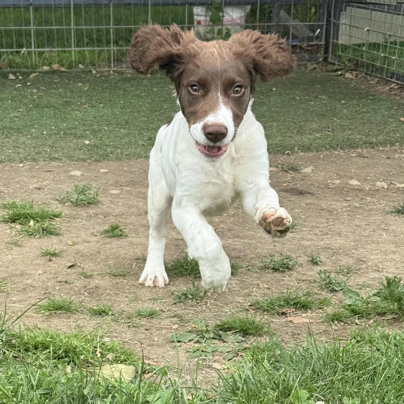 Daisy thumbnail 2