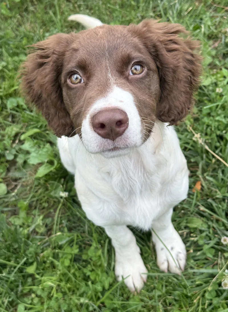 Daisy thumbnail 3