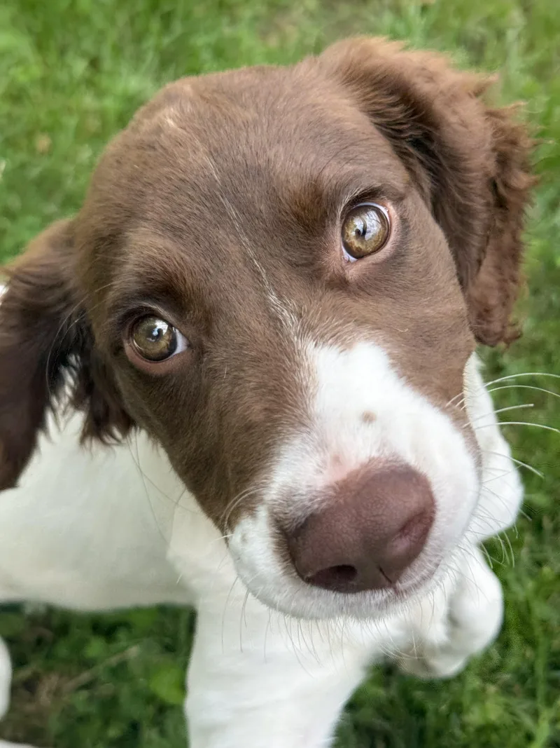Daisy thumbnail 4