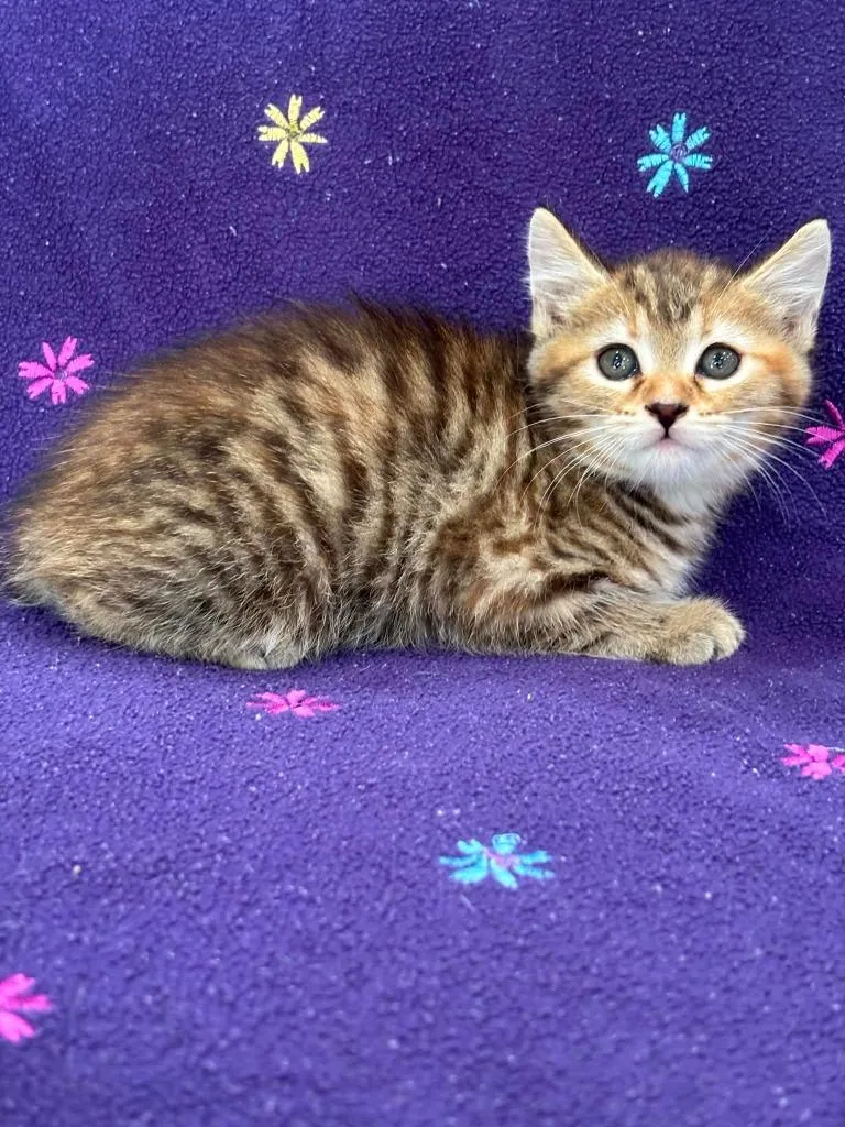 A baby small-sized female Domestic Medium Hair cat named Nyomi for adoption in Warrenton, NC