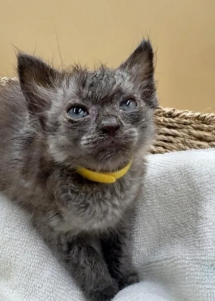A baby small-sized male Domestic Short Hair cat named Lead for adoption in Lawrenceville, GA