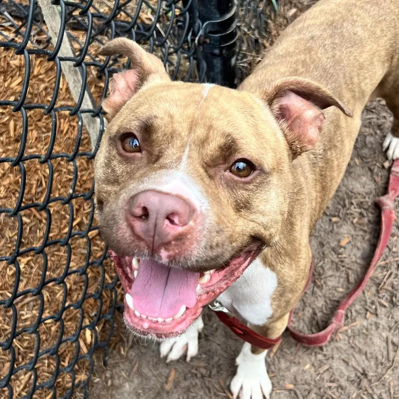 An adult large-sized male Brindle Mixed Breed dog named Charlie for adoption in Jacksonville, FL