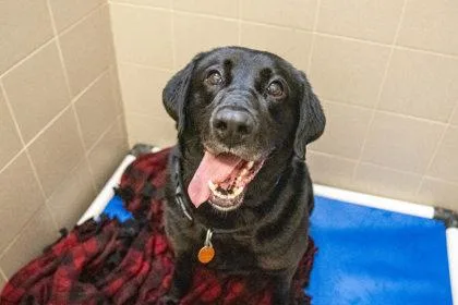An adult large-sized male Labrador Retriever dog named Thoua for adoption in Woodbury, MN