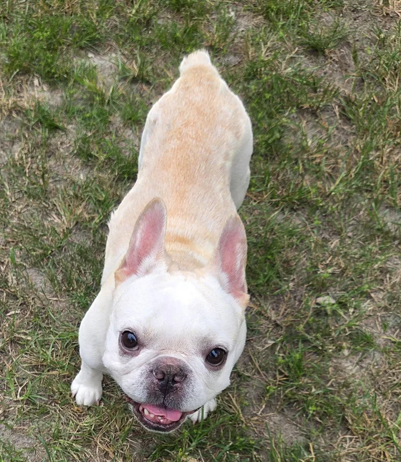 An adult small-sized female Apricot / Beige French Bulldog dog named Tater Tottie for adoption in Cochran, GA
