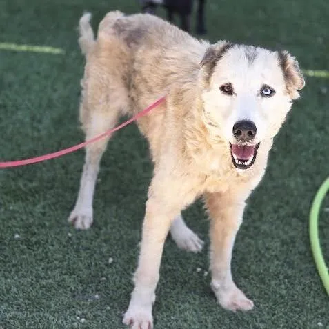 A senior large-sized female White / Cream Husky dog named Charlotte for adoption in Sonoma, CA