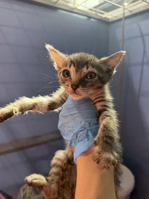 A baby small-sized male Domestic Short Hair cat named Peter for adoption in San Bernardino, CA