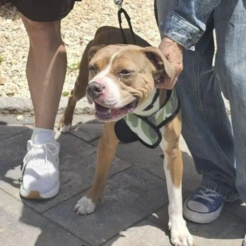 A young medium-sized female Yellow / Tan / Blond / Fawn Mixed Breed dog named Cocoa for adoption in Verona, NJ