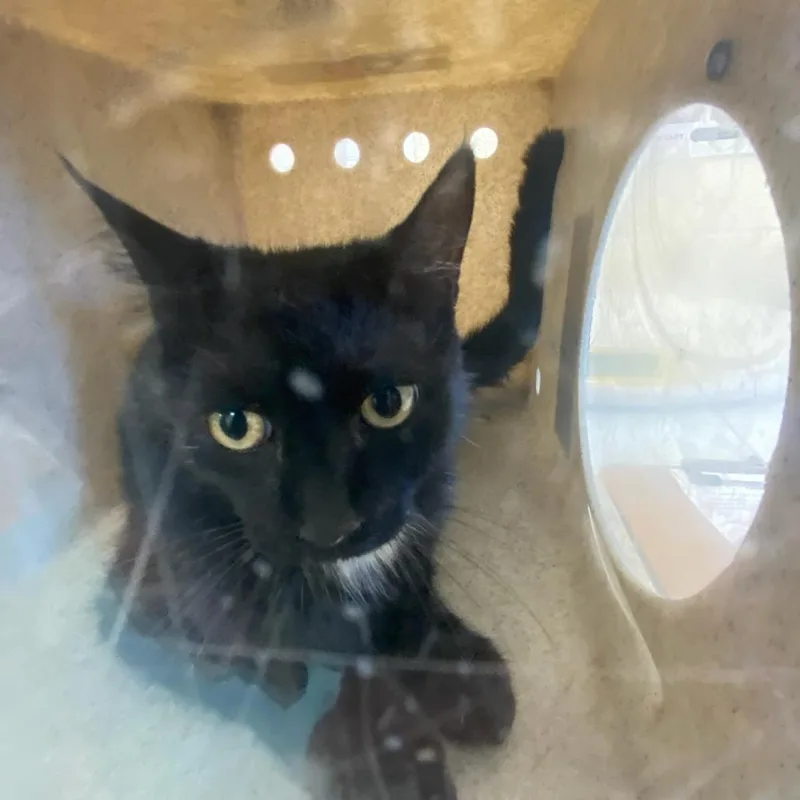 An adult medium-sized female Black Domestic Short Hair cat named Pima for adoption in Memphis, TN