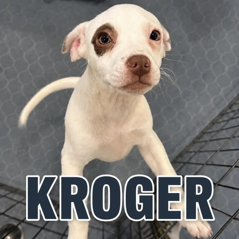A young medium-sized male Red / Chestnut / Orange Terrier dog named Kroger for adoption in Pilot Point, TX