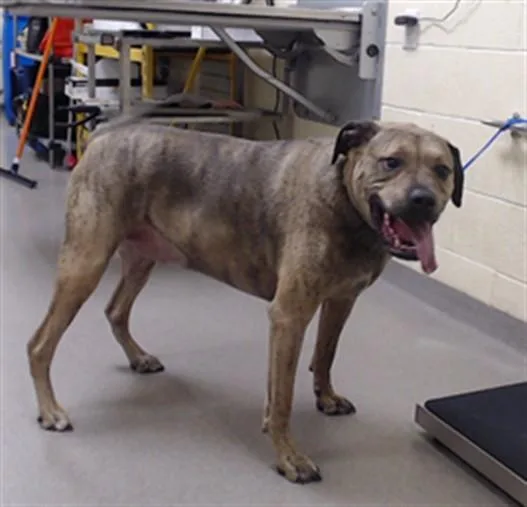 An adult large-sized male Bullmastiff dog named Kai for adoption in Denver, CO