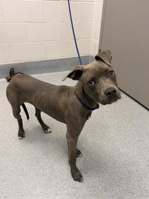 A young small-sized female Pit Bull Terrier dog named Gracie for adoption in Indianapolis, IN