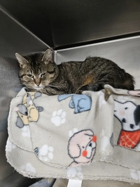 An adult medium-sized female Domestic Short Hair cat named Zen for adoption in Kingston, NY