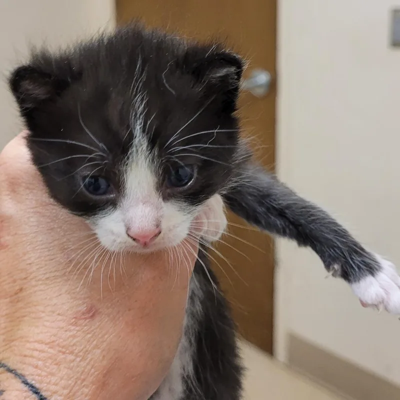 A baby small-sized male Domestic Short Hair cat named Seymour for adoption in Lake Panasoffkee, FL