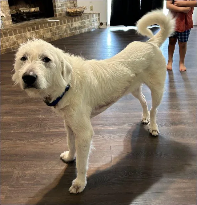 A young large-sized male Great Pyrenees dog named Max for adoption in Houston, TX