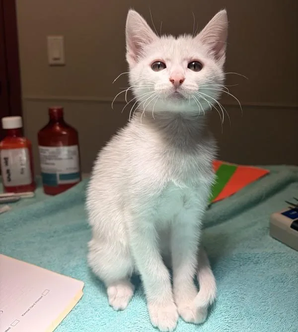 A baby small-sized female Domestic Short Hair cat named Sprite for adoption in Dublin, CA