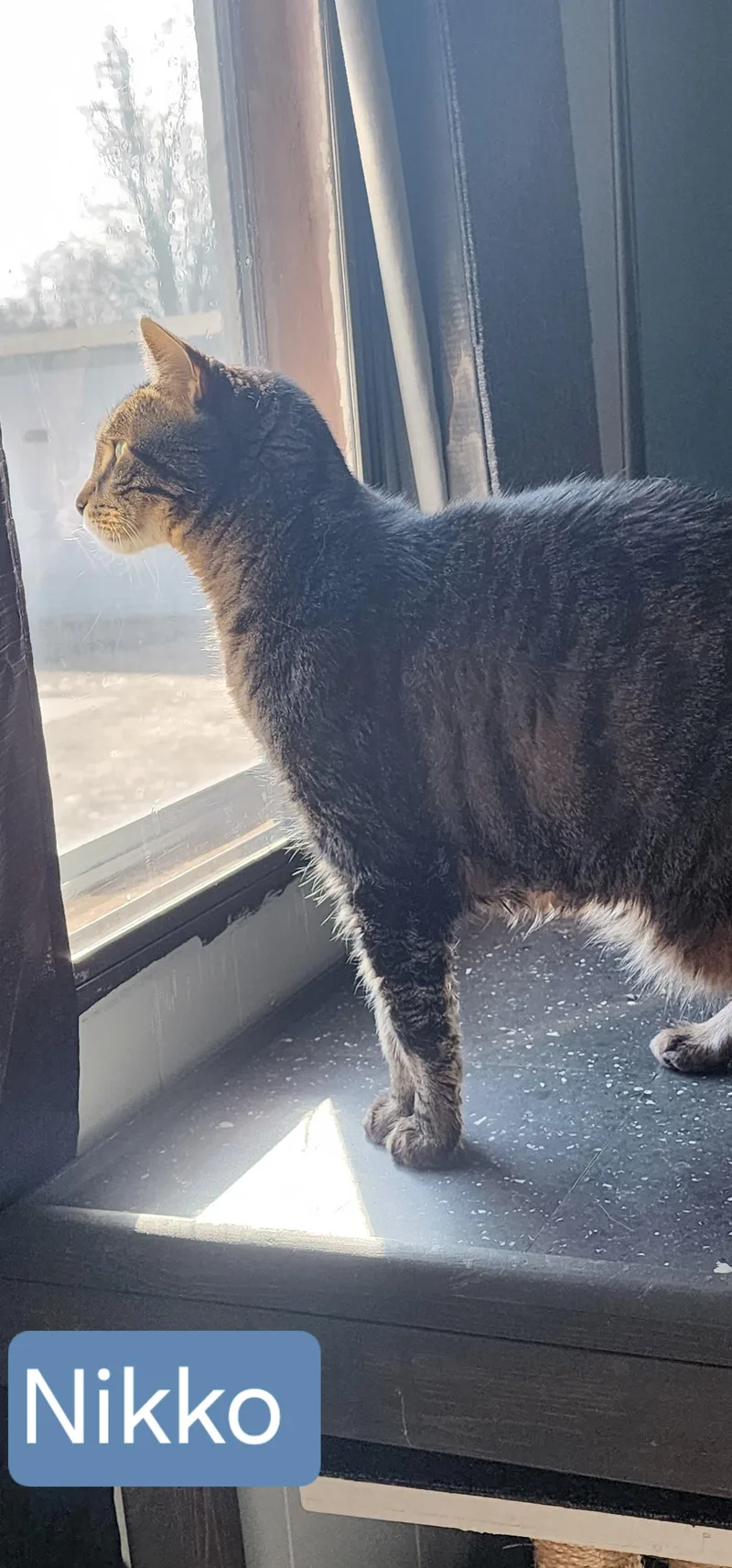 A senior medium-sized male Tabby (Brown / Chocolate) Tabby cat named Nikko for adoption in Blaine, MN