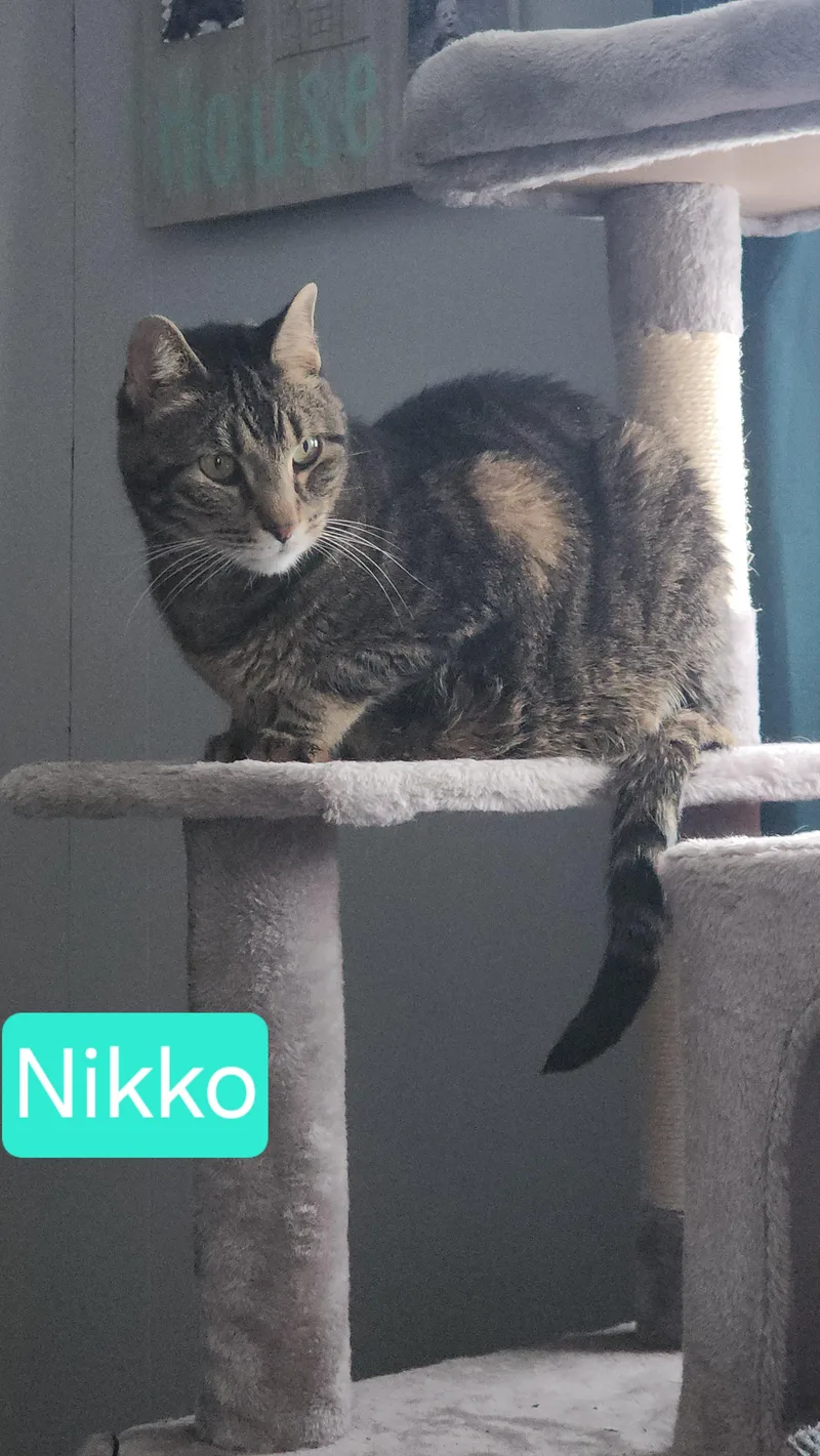Nikko thumbnail 3