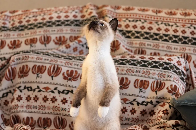A baby medium-sized female Siamese cat named Dolly Parton for adoption in Broomall, PA