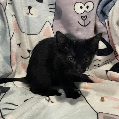 A baby small-sized male Black Domestic Short Hair cat named Rainor for adoption in Bentonville, AR