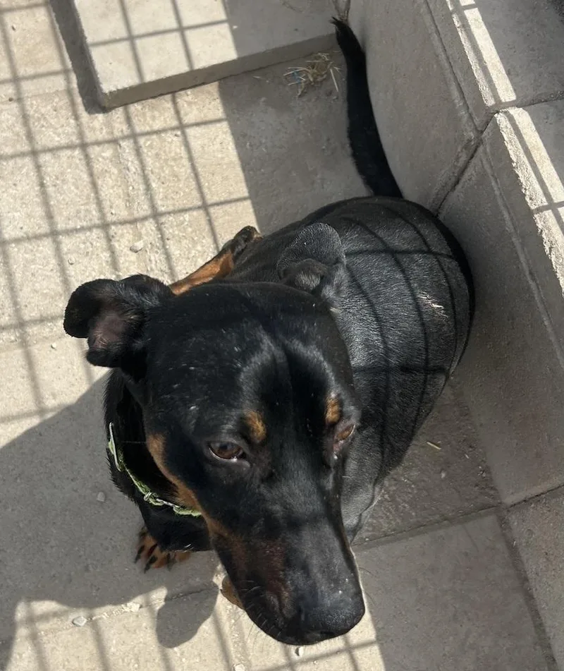 A young small-sized male Tricolor (Brown, Black, & White) Miniature Pinscher dog named Bambam for adoption in Draper, UT