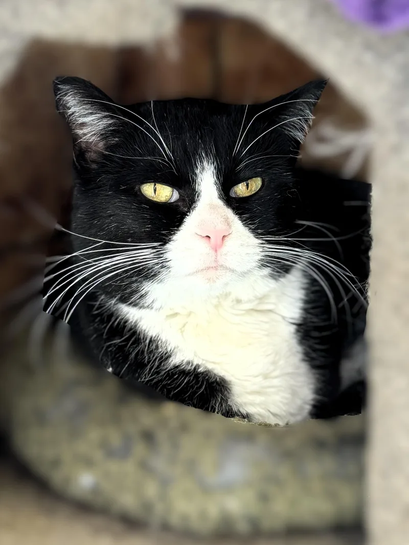 An adult medium-sized female Black & White / Tuxedo Domestic Short Hair cat named Xena for adoption in Pekin, IL