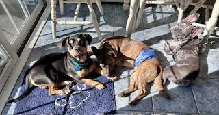 A young medium-sized male Black Hound dog named Little Man for adoption in Plainfield, IL